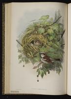 House Sparrow; Gorrión casero, moineau domestique plate 32