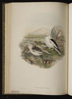 bruant des neiges; Snow Bunting plate 31