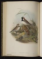 bruant lapon; Escribano ártico, Lapland Longspur plate 30