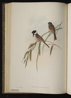 Common Reed Bunting; Common Reed-Bunting, Reed Bunting plate 29