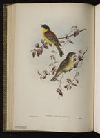 Black-headed Bunting plate 28