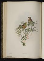 Ortolan Bunting plate 27