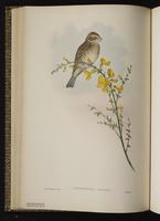 Corn Bunting plate 26