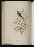 Little Bunting plate 25