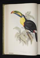 Ramphastos carinatus plate 7