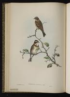 Rustic Bunting plate 24