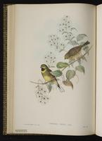 Cirl Bunting plate 23