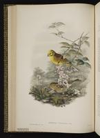 Yellowhammer plate 22