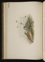 Greater Short-toed Lark plate 21