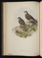 White-winged Lark plate 20