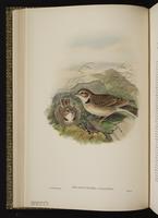 Calandra Lark plate 19
