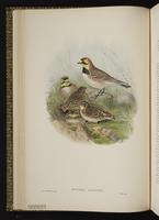 Horned Lark; Alondra cornuda, alouette hausse-col plate 18