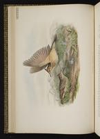 Crested Lark plate 17