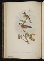 Woodlark plate 16