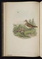 Eurasian Skylark; Sky Lark plate 15