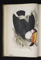 Ramphastos toco plate 6