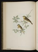 Brown Tree-Pipit; Tree Pipit plate 14
