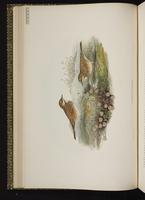 Meadow Pipit plate 13