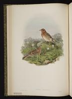 Red-throated Pipit; Bisbita garganta roja plate 12