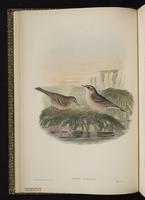 Water Pipit plate 11