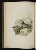 Water Pipit plate 10