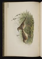 Richard's Pipit plate 8