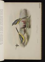 Gray Wagtail; Grey Wagtail plate 7