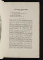 Birds of Great Britain, 1:32