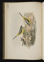 Gray Wagtail; Grey Wagtail plate 6