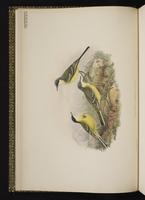 Western Yellow Wagtail; Yellow Wagtail plate 5