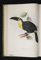 Ramphastos osculans plate 5