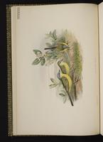 Western Yellow Wagtail; Yellow Wagtail plate 4