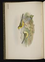 Western Yellow Wagtail; Yellow Wagtail plate 3