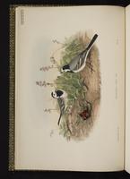White Wagtail; Lavandera blanca plate 2