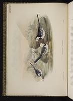 White Wagtail; Lavandera blanca plate 1