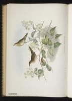 Common Grasshopper Warbler plate 78