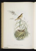 Savi's Warbler plate 77