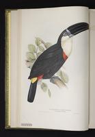 Ramphastos citreopygus plate 4