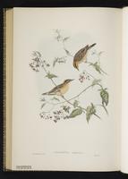 Aquatic Warbler plate 76