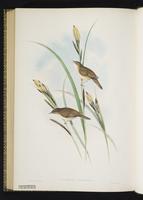 Sedge Warbler plate 75