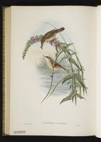 Marsh Warbler plate 74