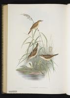 Eurasian Reed Warbler plate 73