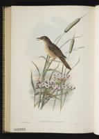 Great Reed Warbler plate 72