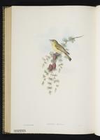 Melodious Warbler plate 71