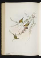 Regulus ignicapillus plate 70