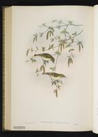 Yellow-browed Warble plate 68