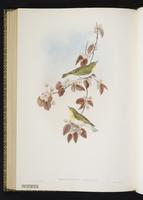 Wood Warbler plate 67
