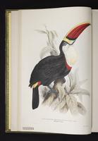 Ramphastos erythrohynchus plate 3