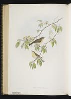 Common Chiffchaff plate 66