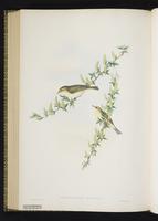 Willow Warbler plate 65